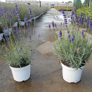 Lavender Angustifolia (English) Hidcote